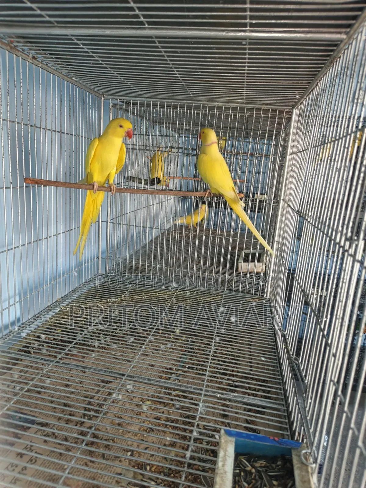 লুটিনো রিংনেক ব্রিডিং পেয়ার