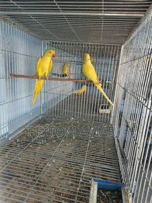 লুটিনো রিংনেক ব্রিডিং পেয়ার