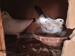 Pigeons for sale