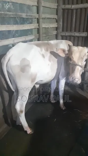 Friesian Cross Cow