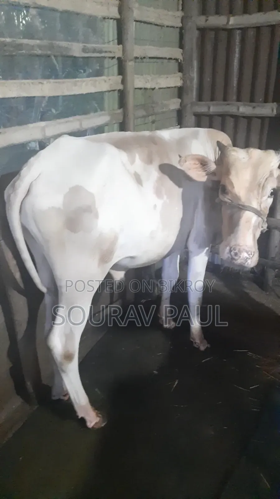 Friesian Cross Cow