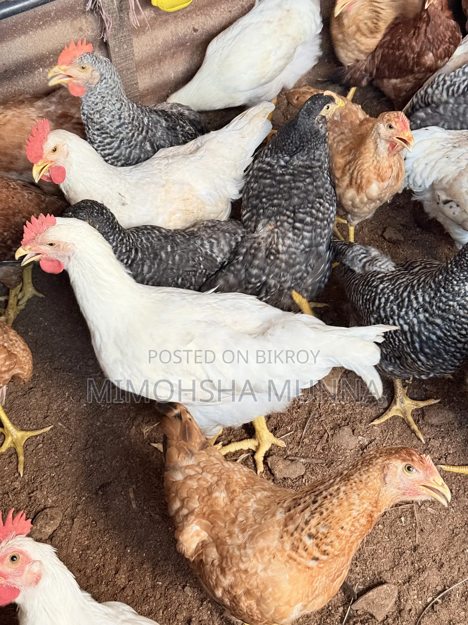 Rooster - Hen 300 Taka per Kg