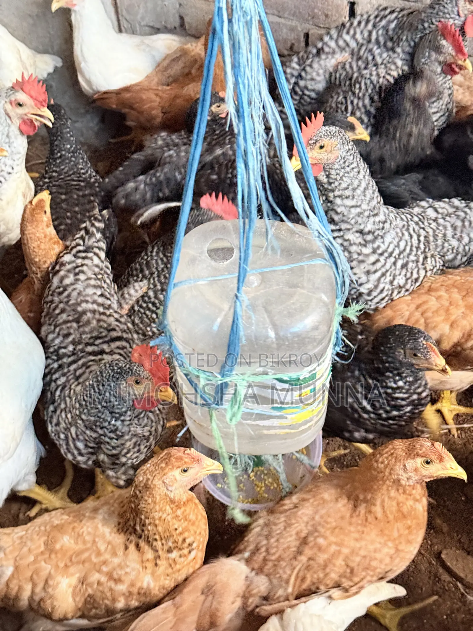 Rooster - Hen 300 Taka per Kg