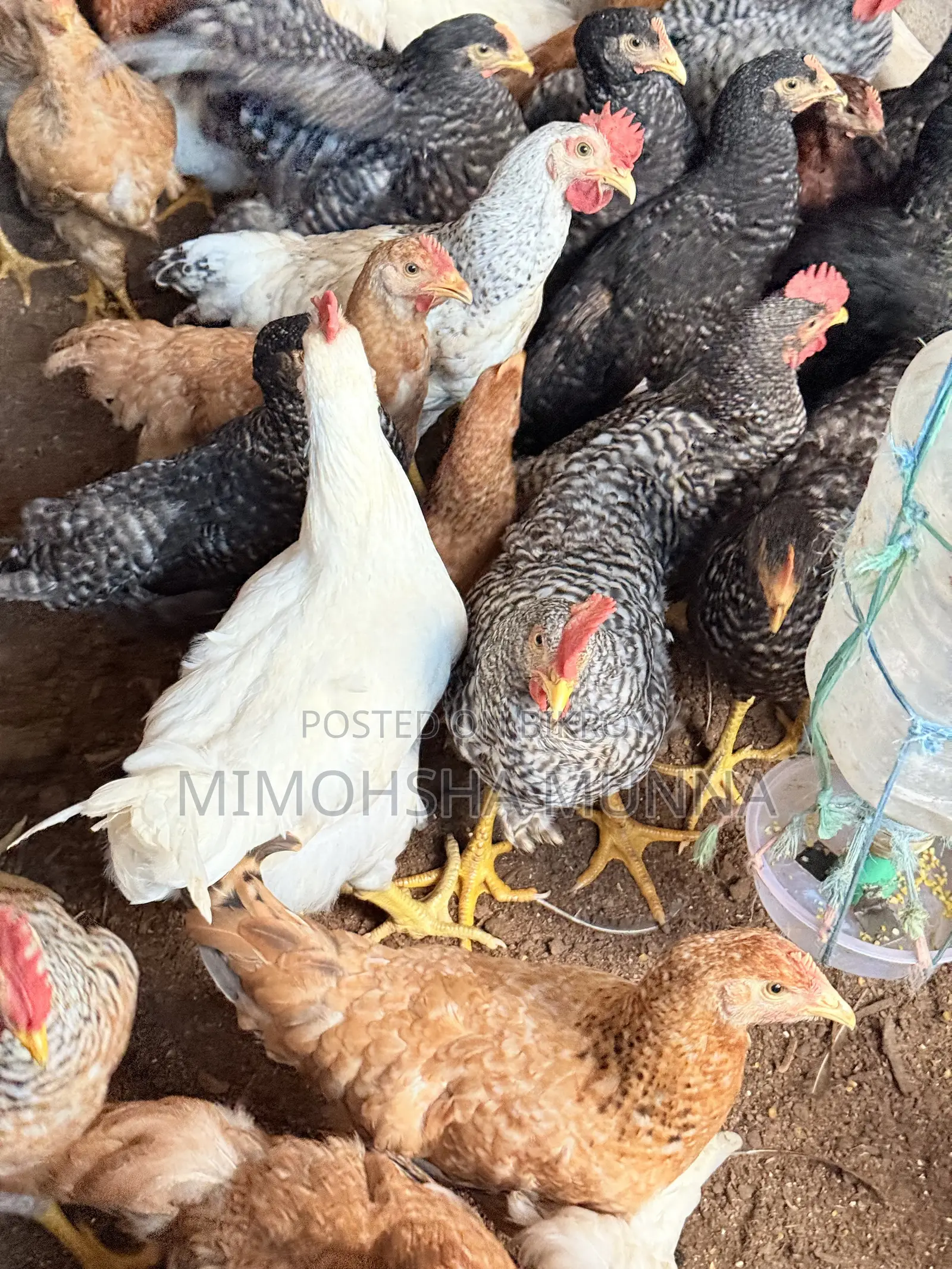 Rooster - Hen 300 Taka per Kg