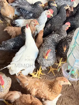Rooster - Hen 300 Taka per Kg