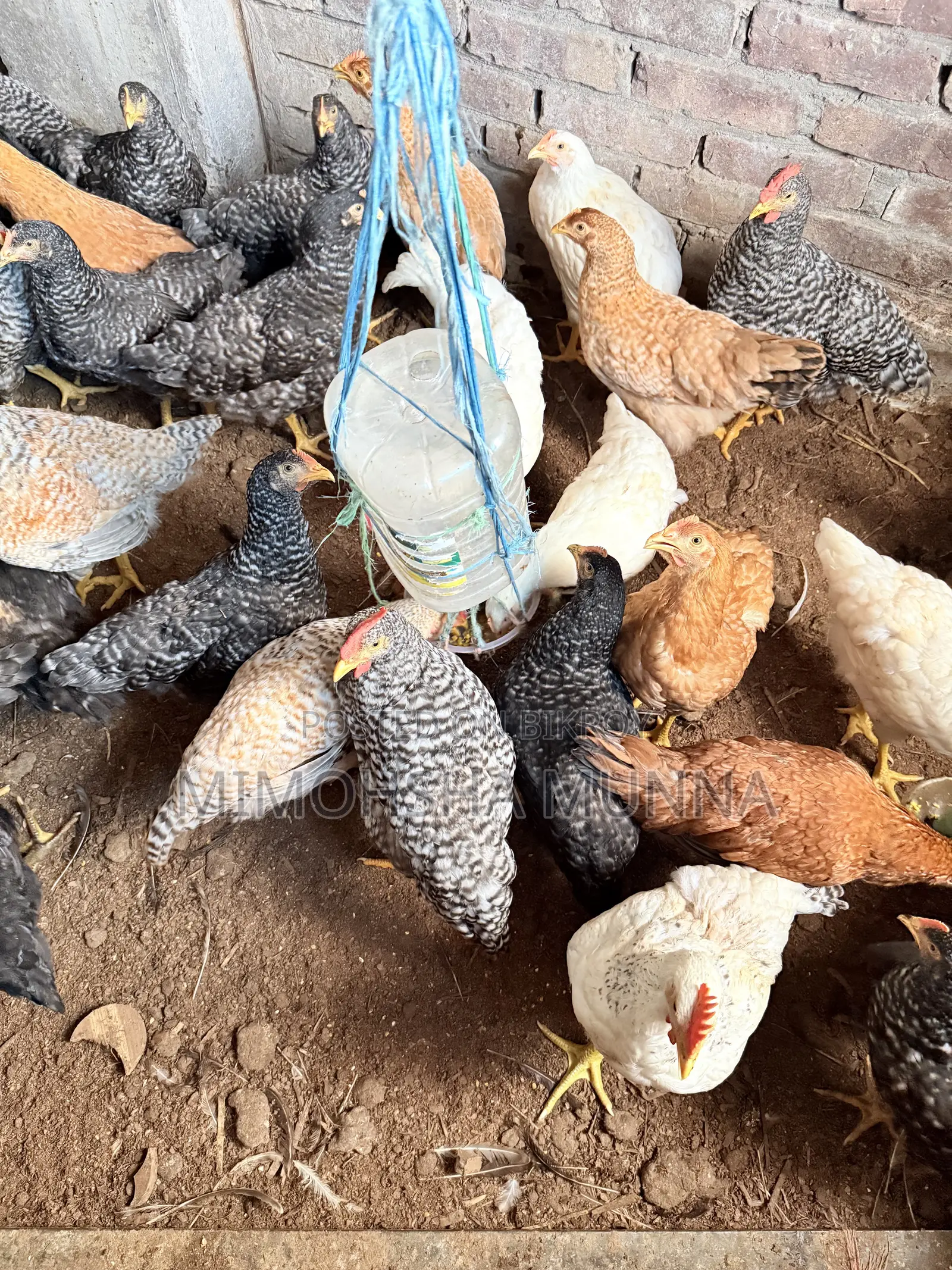 Rooster - Hen 300 Taka per Kg