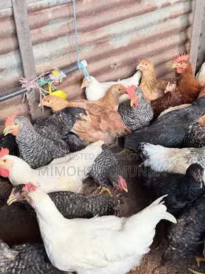 Rooster - Hen 300 Taka per Kg