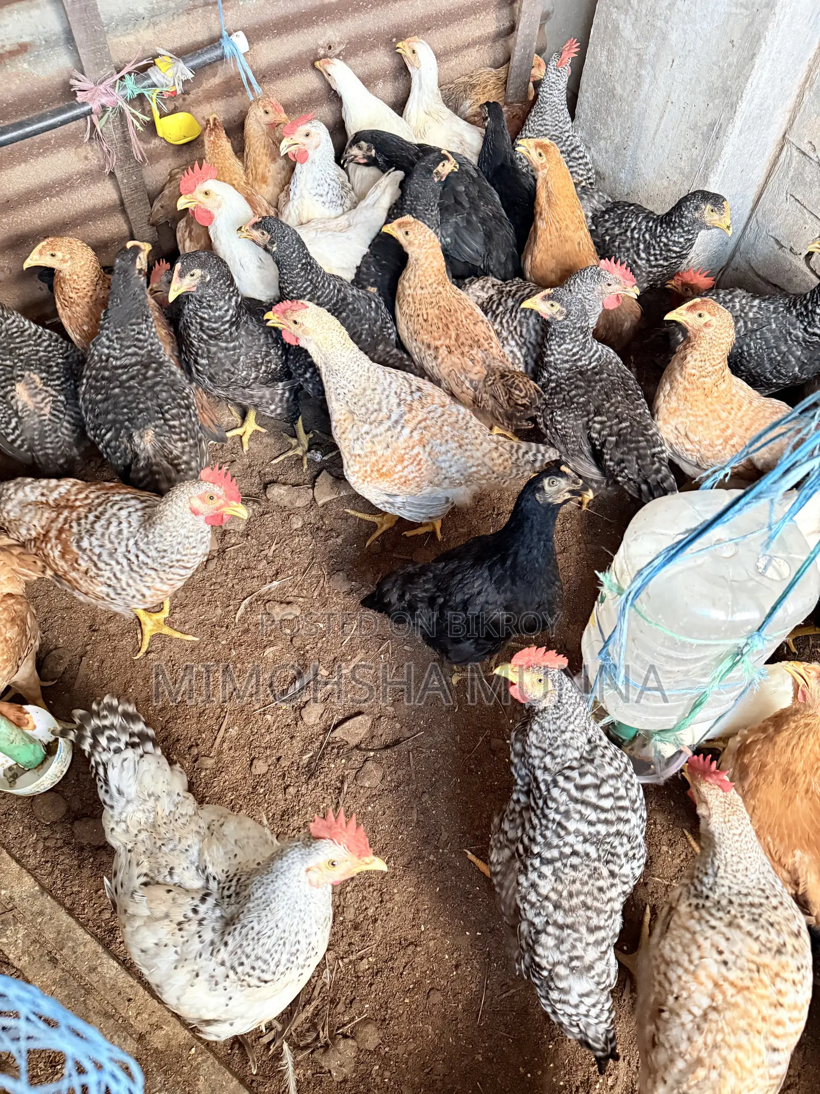 Rooster - Hen 300 Taka per Kg