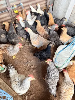 Rooster - Hen 300 Taka per Kg