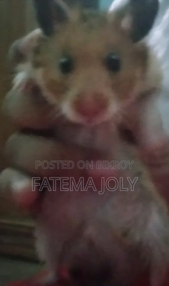 Silly Hamster