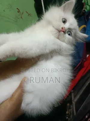 1-3 months Female Purebred Persian