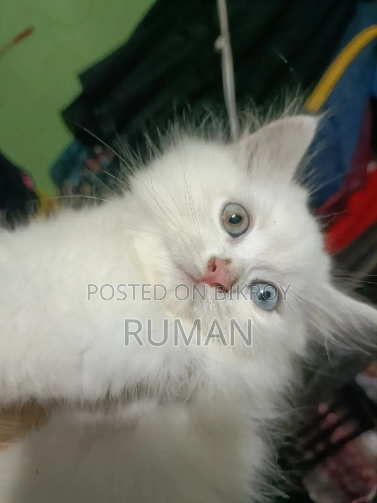 1-3 months Female Purebred Persian