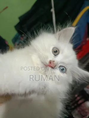 1-3 months Female Purebred Persian