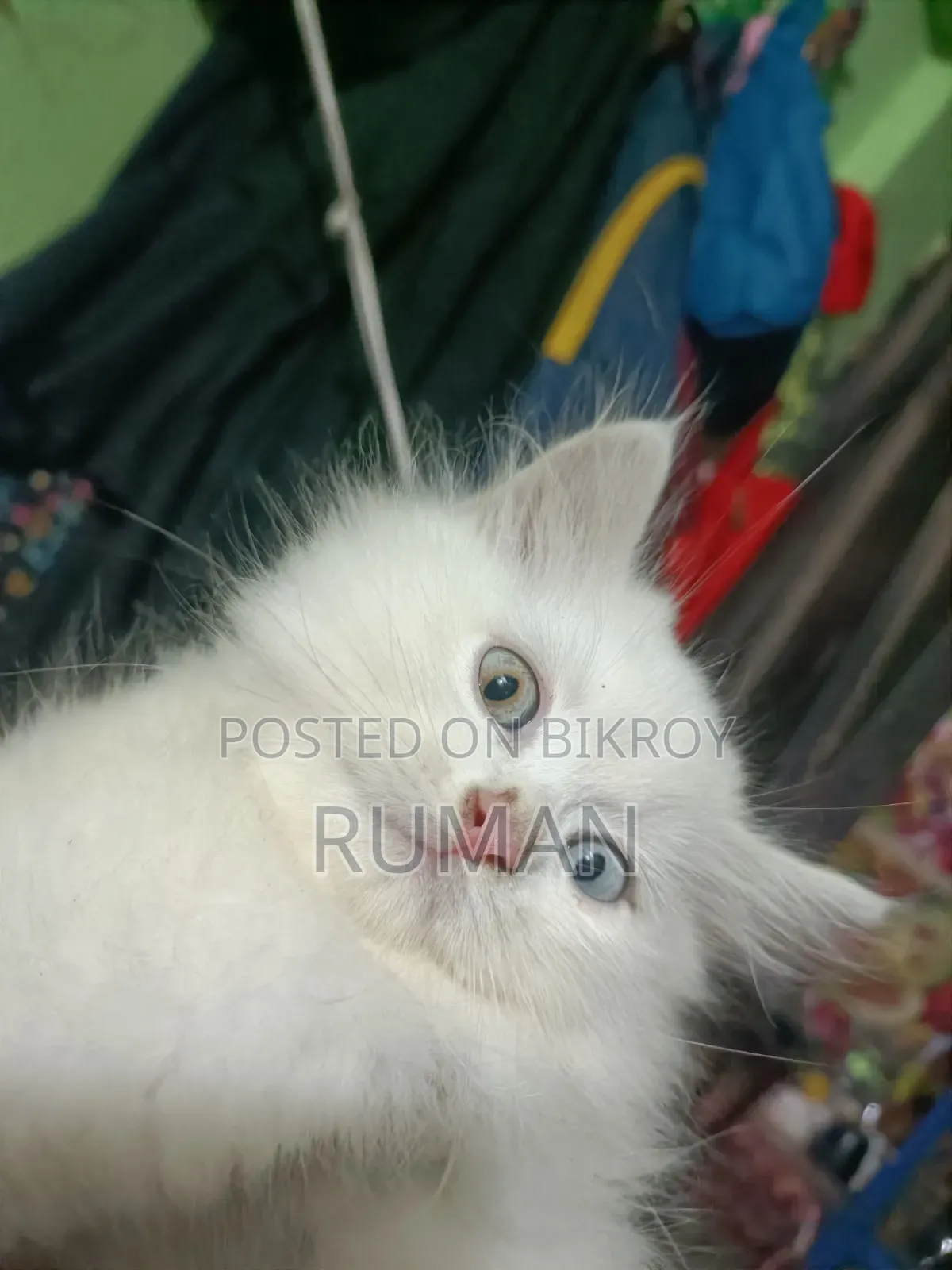 1-3 months Female Purebred Persian