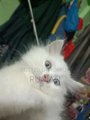 1-3 months Female Purebred Persian
