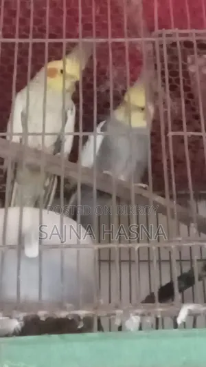 ৩ জোরা ককটেল রানিং পেয়ার বিক্রি হবে