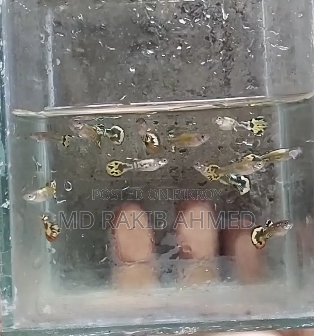 কোবরা গাপ্পি