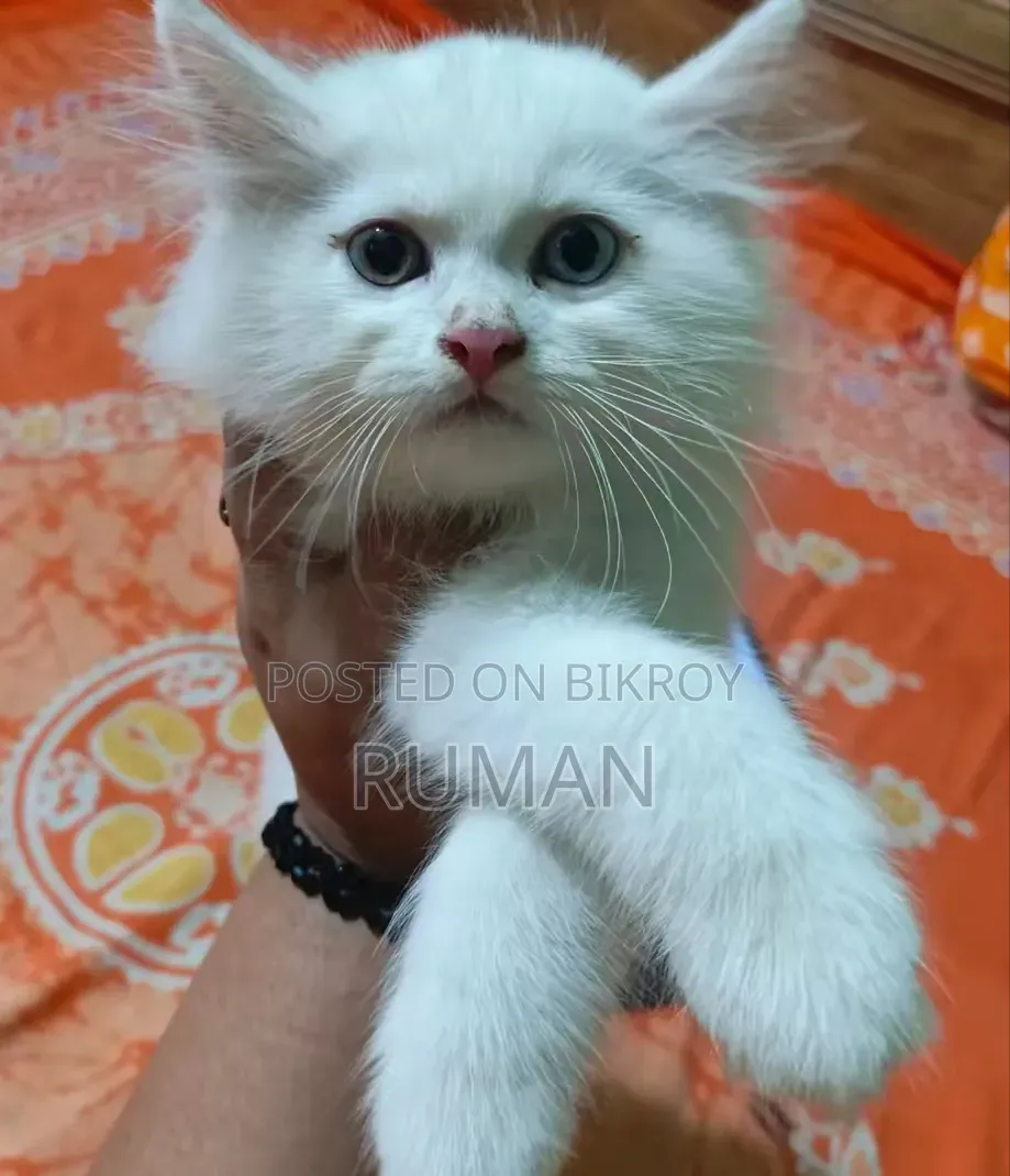 1-3 months Female Purebred Persian