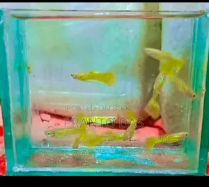 Golden Cobra Guppy Breeding Size