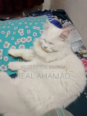 6-12 Months Male Purebred Persian