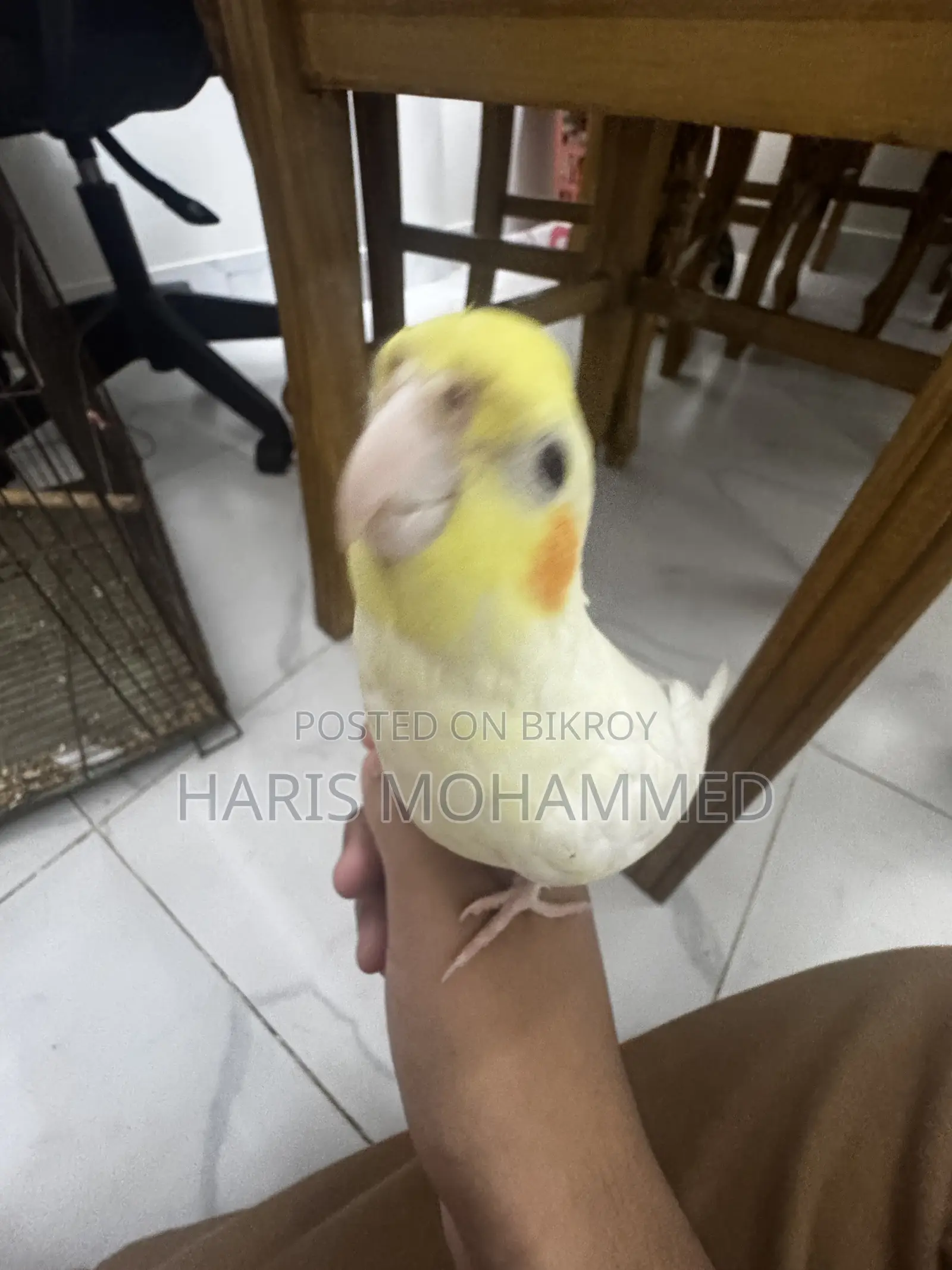Cockatiel Lutino Female Super Tame