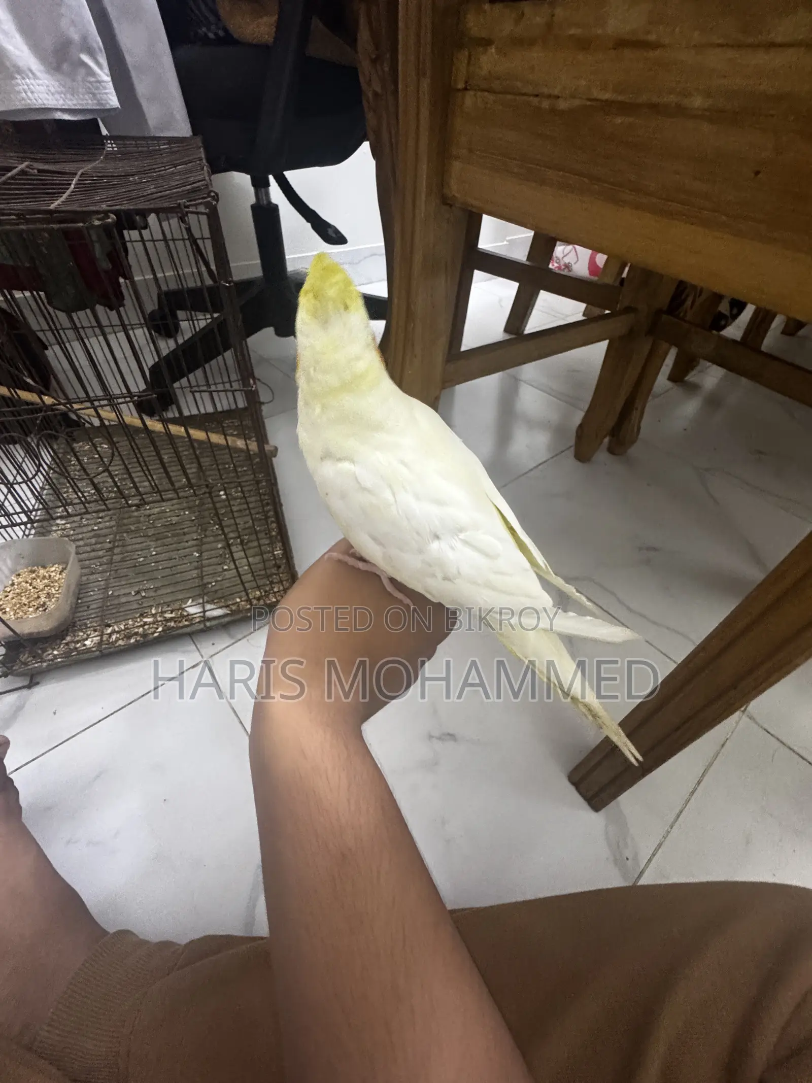Cockatiel Lutino Female Super Tame