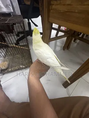 Cockatiel Lutino Female Super Tame