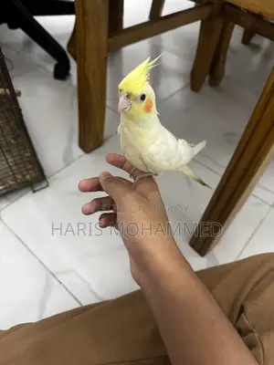 Cockatiel Lutino Female Super Tame