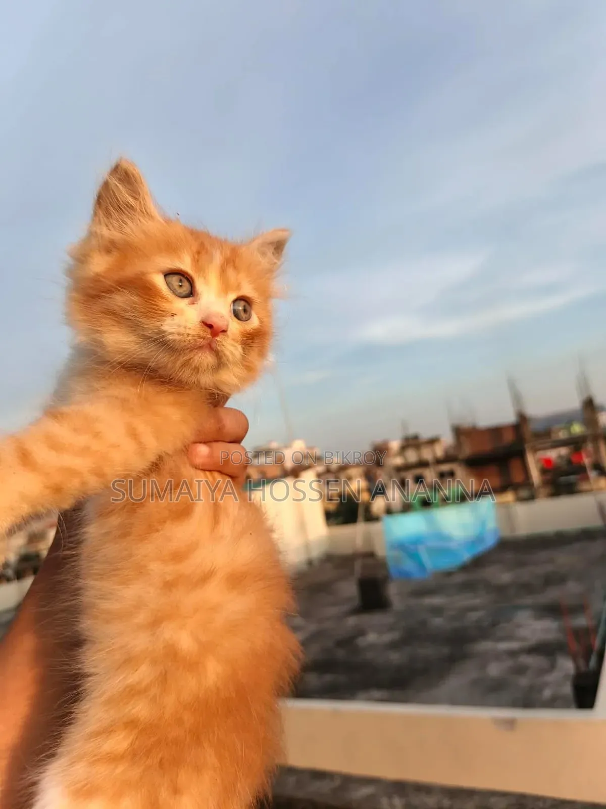 1-3 Months Male Mixed Breed Persian