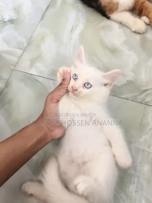 1-3 Months Male Mixed Breed Persian