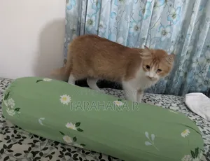 1+ Year Male Mixed Breed Cat