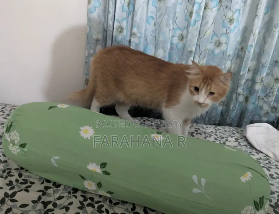 1+ Year Male Mixed Breed Cat