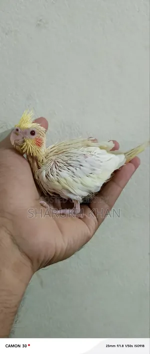 Lutino Grey Cockatiel Baby