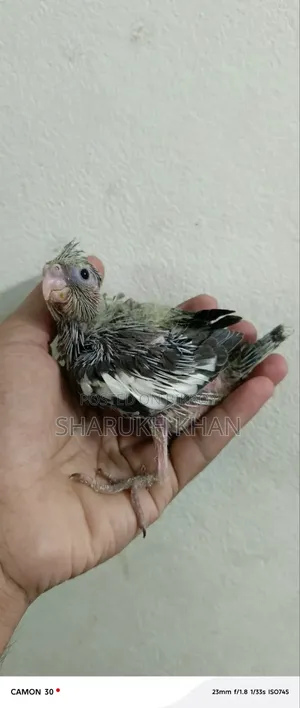 Lutino Grey Cockatiel Baby