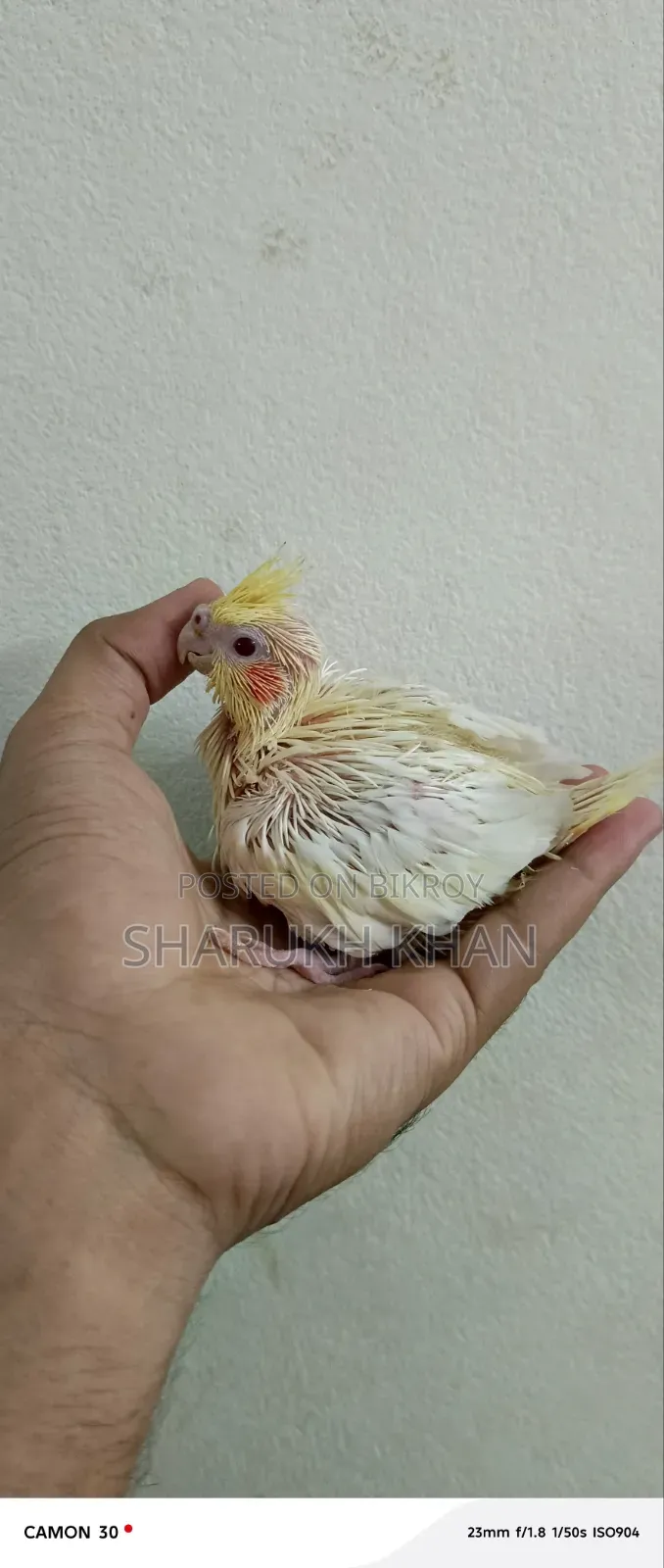Lutino Grey Cockatiel Baby