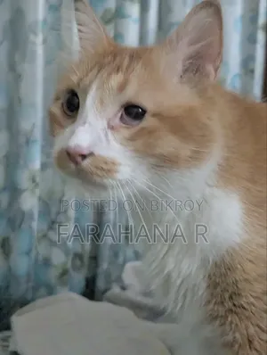 ১+ বছরের পুরুষ মিক্সড ব্রিড মেইন কুন