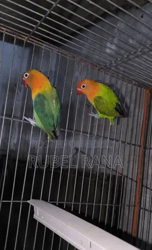 গ্রীন ওফ লাইন লাভ বার্ড