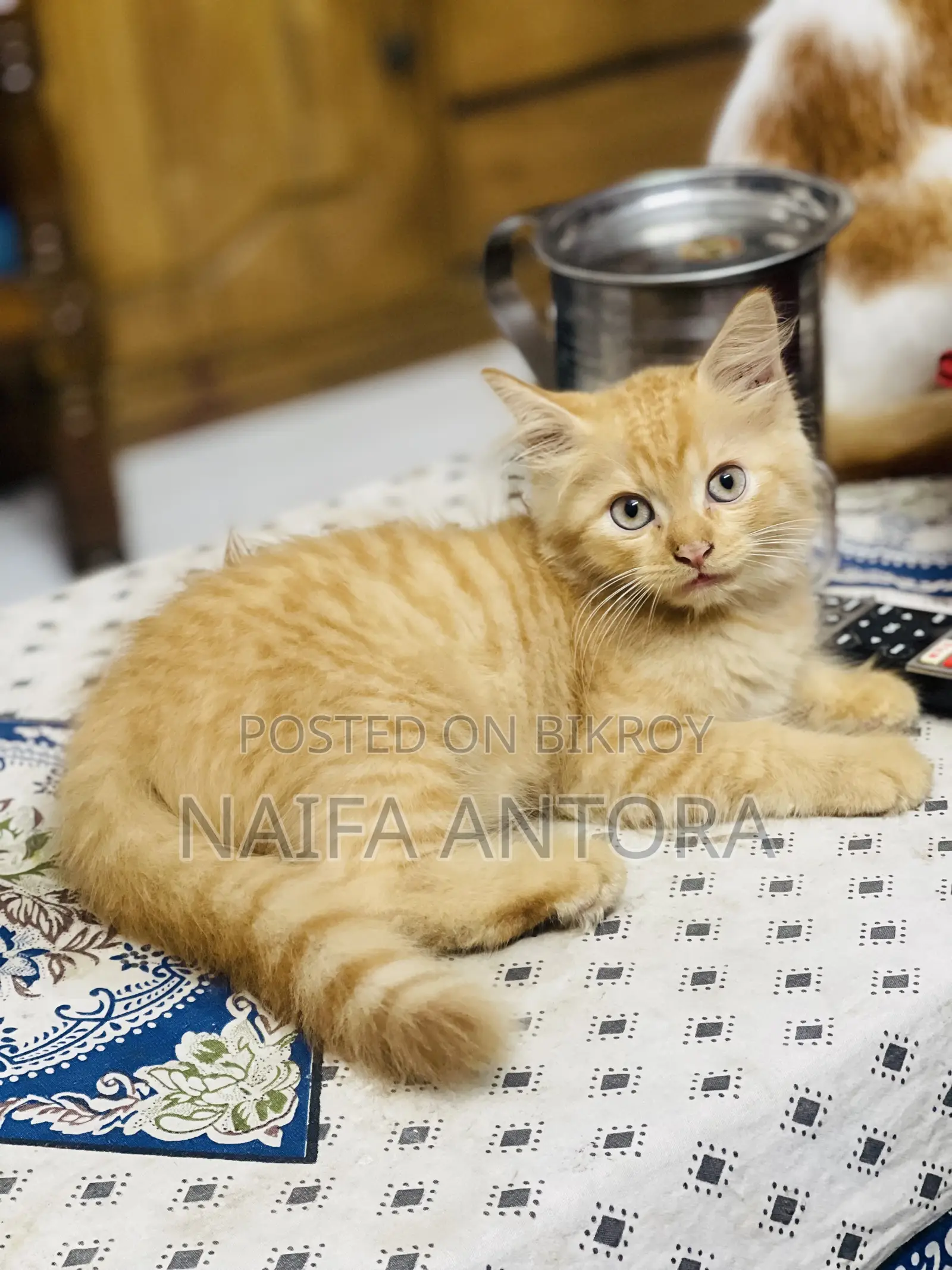 1-3 Months Male Mixed Breed Bengal