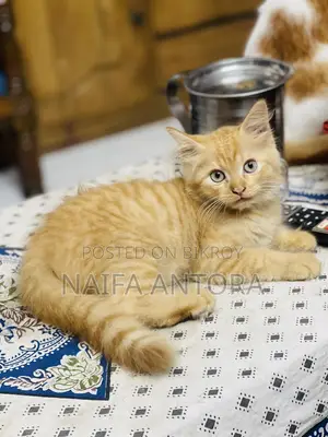 1-3 Months Male Mixed Breed Bengal