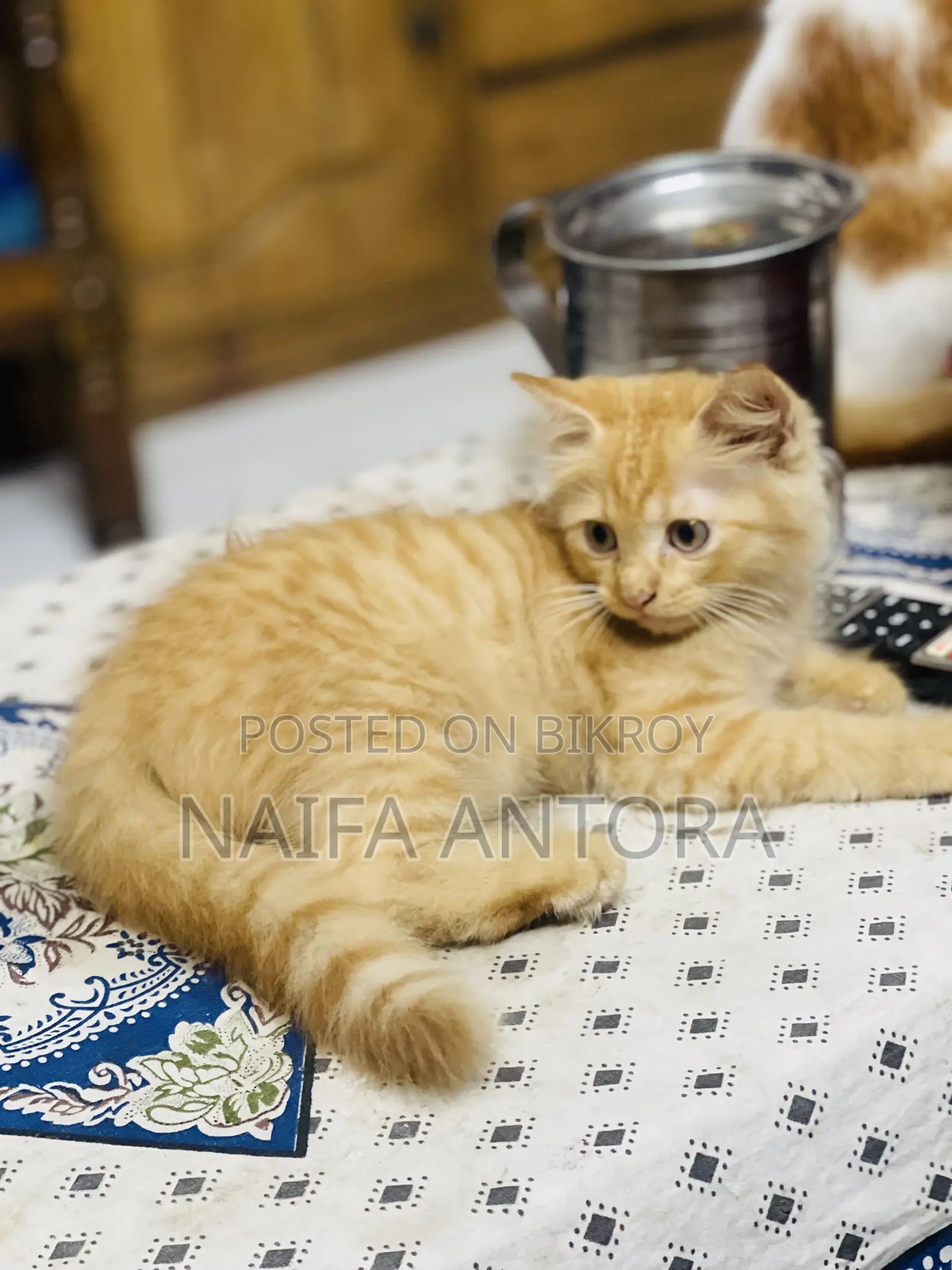 1-3 Months Male Mixed Breed Bengal