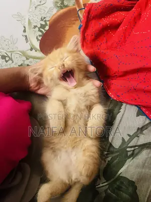1-3 Months Male Mixed Breed Bengal