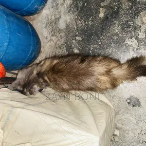 ০-১ মাস বয়সী ফিমেল পিওরব্রেড পারশিয়ান