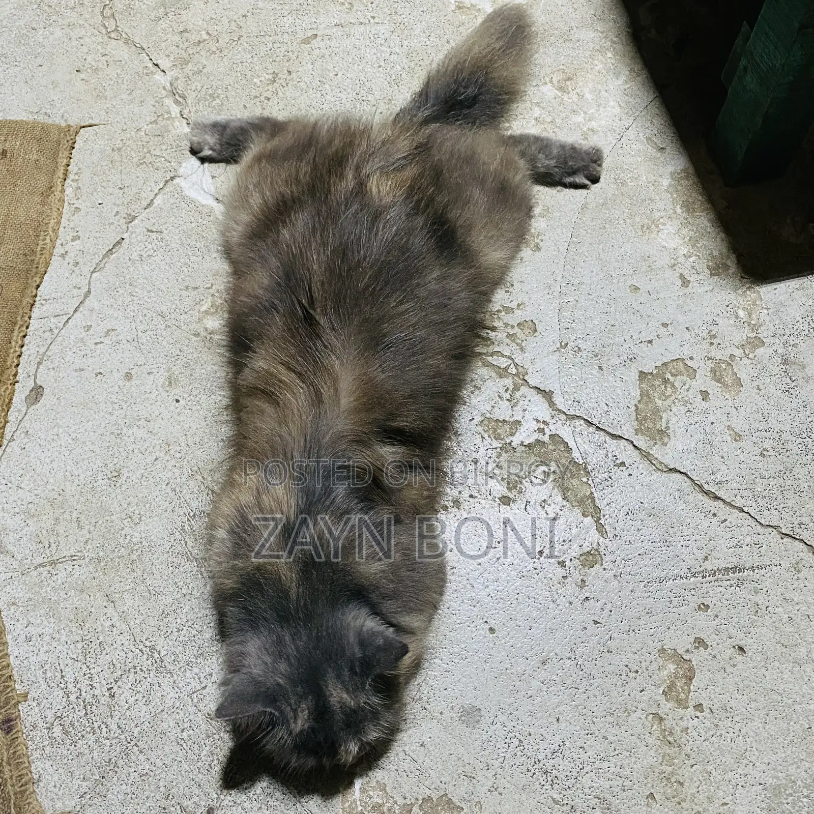 ০-১ মাস বয়সী ফিমেল পিওরব্রেড পারশিয়ান