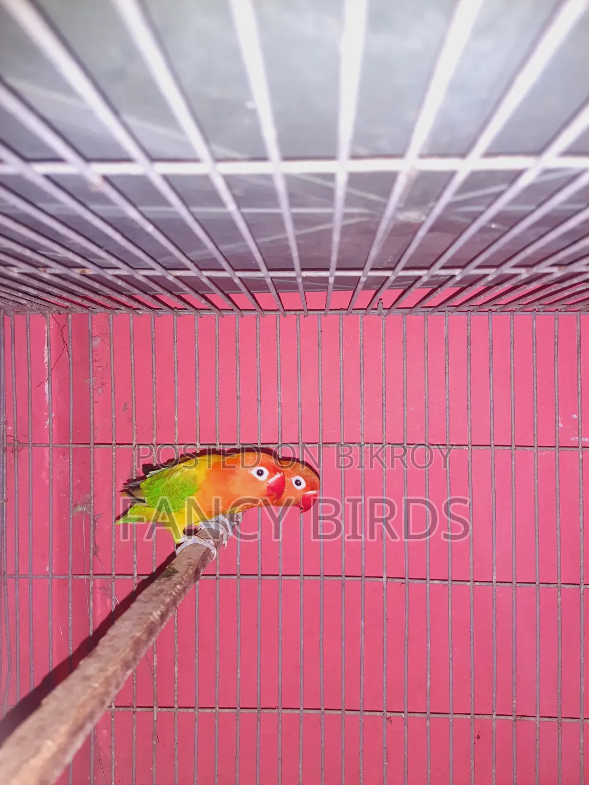 Breeding Lovebird