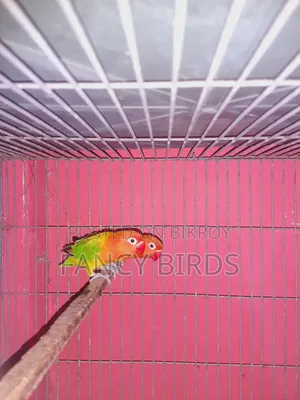 Breeding Lovebird