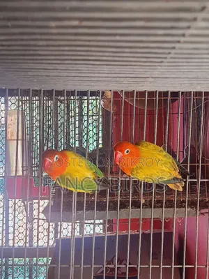 Breeding Lovebird