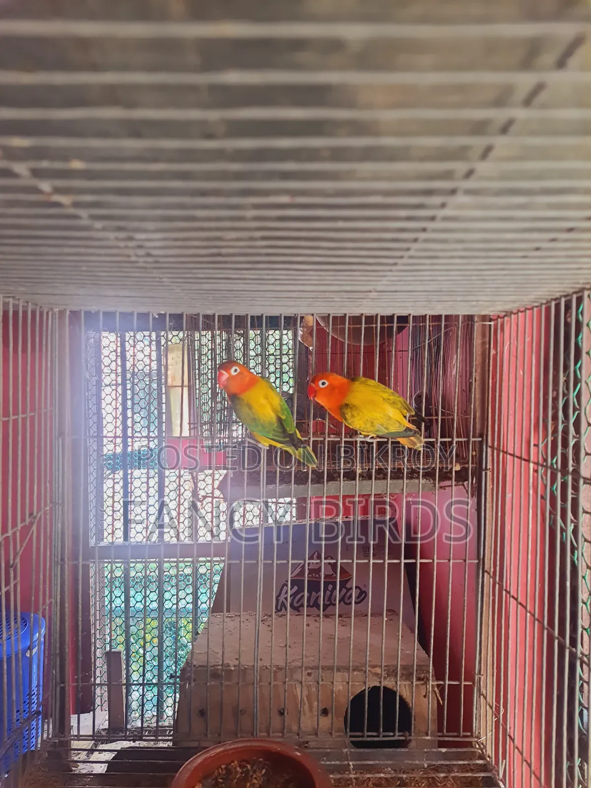 Breeding Lovebird