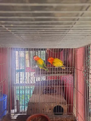 Breeding Lovebird