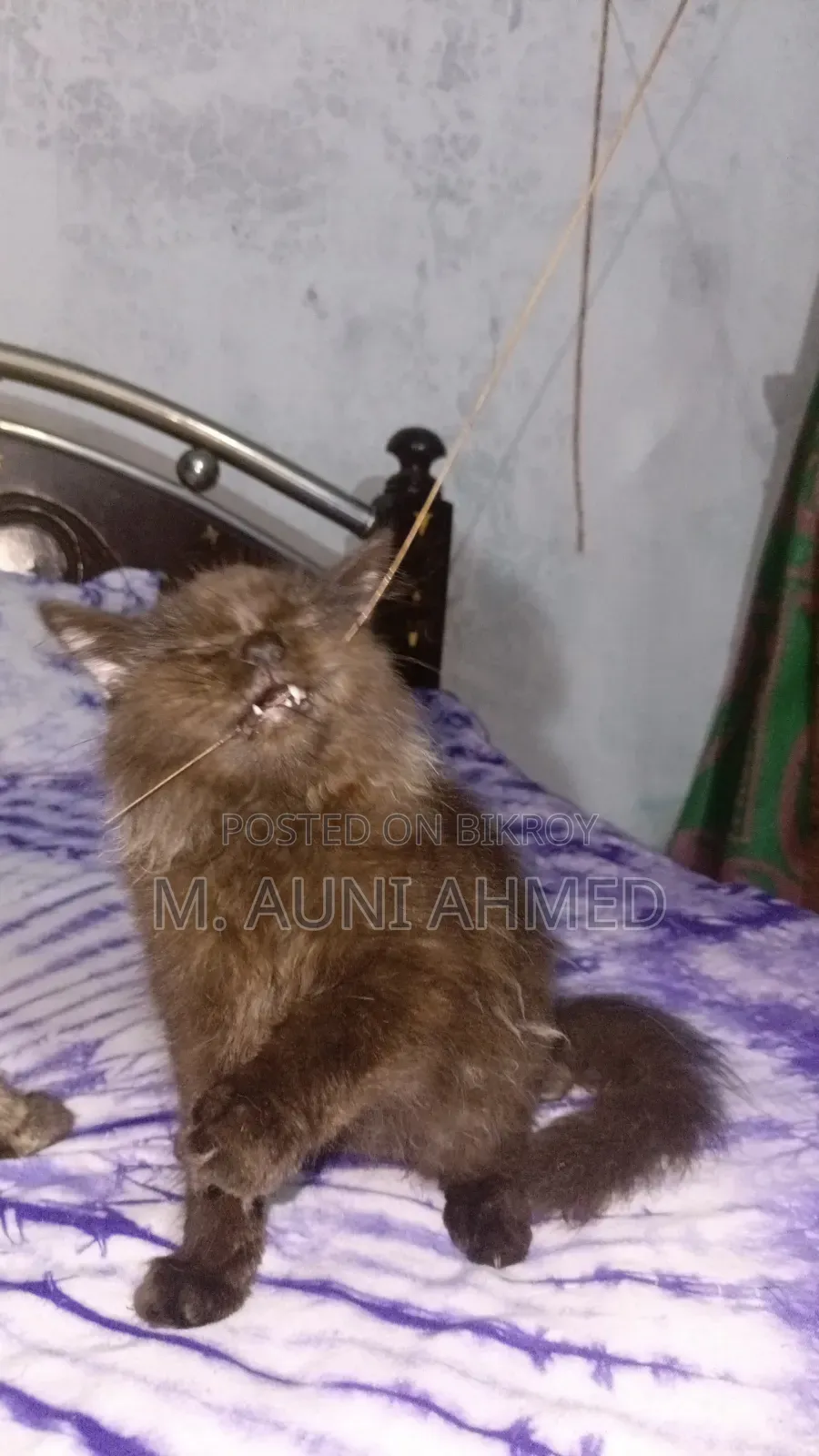 ৩-৬ মাস বয়সী মেল পিওরব্রেড পারশিয়ান