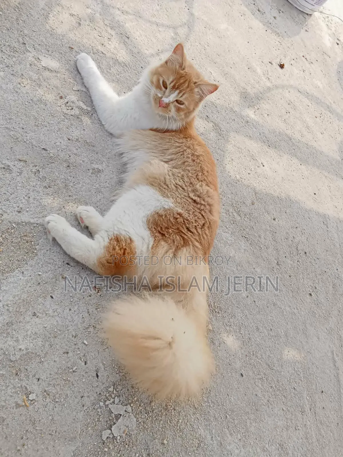 1+ Year Female Mixed Breed Persian Cat